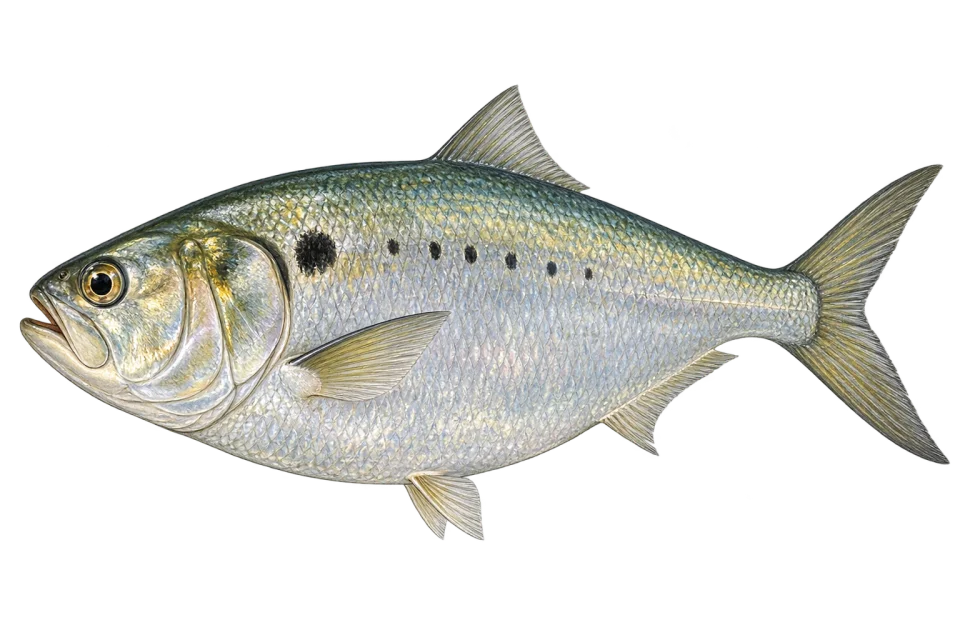 Adult menhaden