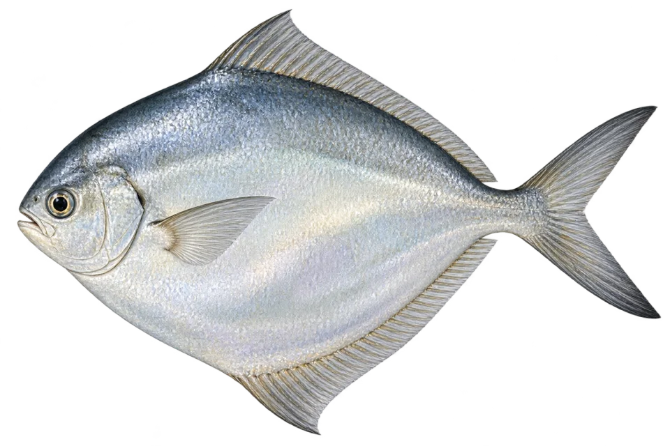 Butterfish