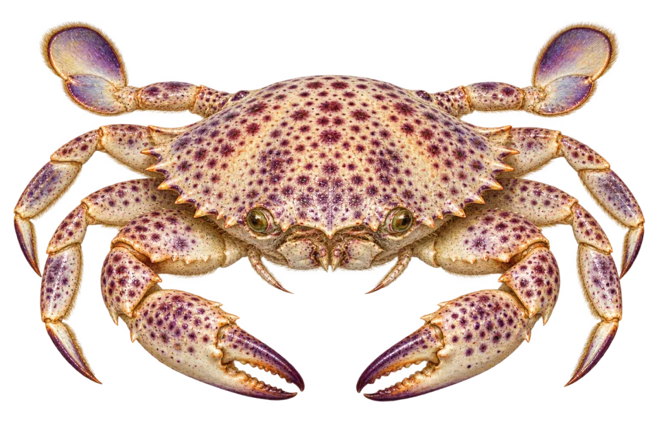 Lady crab