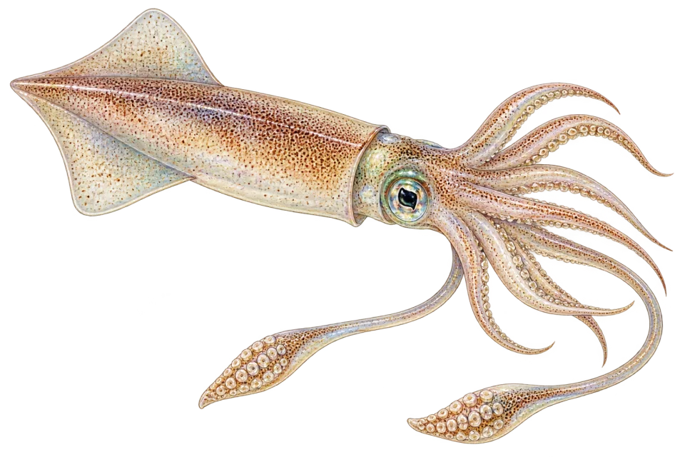 Longfin squid