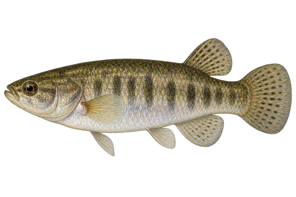 Mummichog