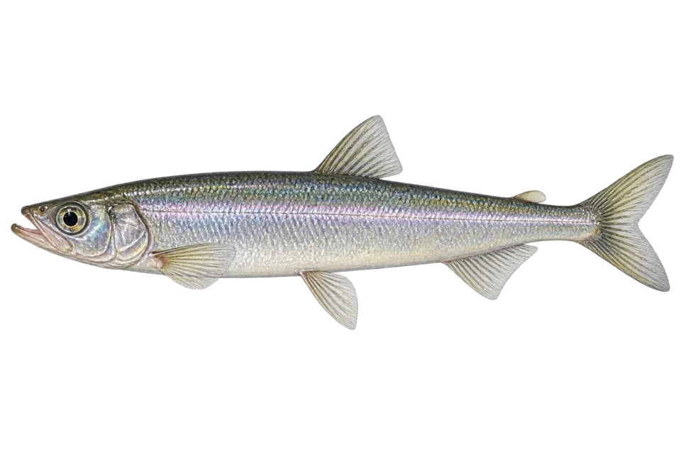 Rainbow smelt