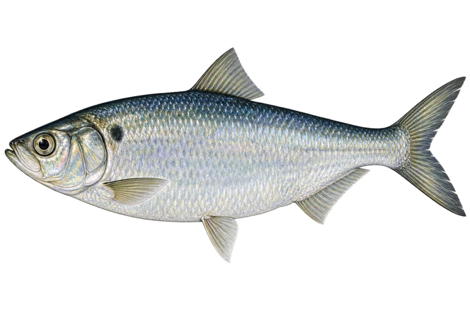 River herring