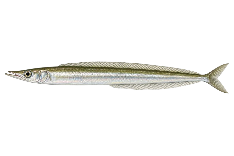 Sand lance