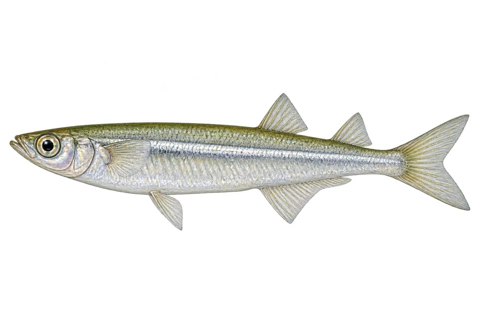 Atlantic silversides