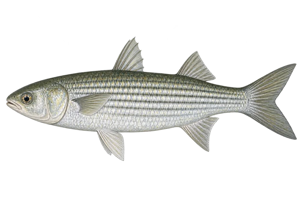 Striped mullet
